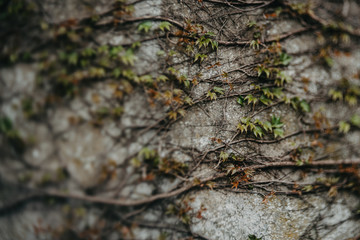 Efeuranke, Betonmauer, unscharfer Hintergrund, Wild, Garten, Stadtmauer