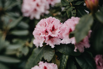 Rosa Blumenpracht, Garten, Rhododendron romantisch, melancholisch, verträumt