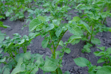A young stalk of potatoes grows in a summer garden.