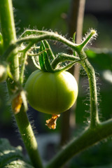 Green tomatoes in the garden. Growing tomatoes in the country. Tomatoes on the branches among the leaves. Tomatoes close-up. Ripening of the tomato.
