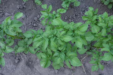 A young stalk of potatoes grows in a summer garden.