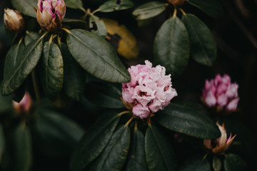 Rosa Blumenpracht, Garten, Rhododendron romantisch, melancholisch, verträumt