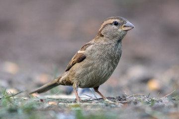 Portrait of house sparrow (passer domesticus).