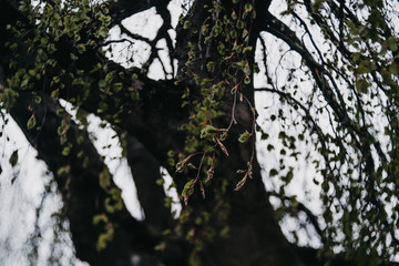 Ast, romantisch, rote Blüten, Park, Garten