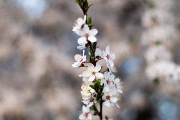 Spring flowering cherry. Branch with flowers on a blurred background.