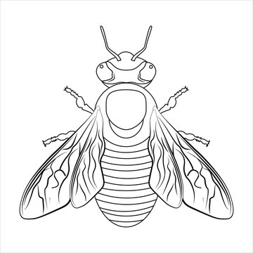 Bee. The view from the top. Silhouette. Children's coloring book. Striped body, wings, legs. Banner, postcard. Vector graphics.
