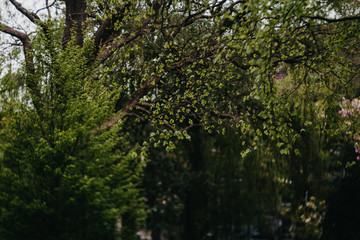 Fototapeta premium Idyllischer Park im Frühling, Lichtspiel, dunkel 