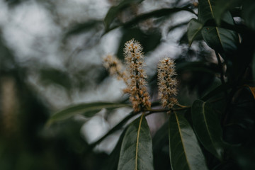 Frühling, grüner Hintergrund, Ranke, idyllisch, verträumt