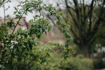Frühling, grüner Hintergrund, Ranke, idyllisch, verträumt