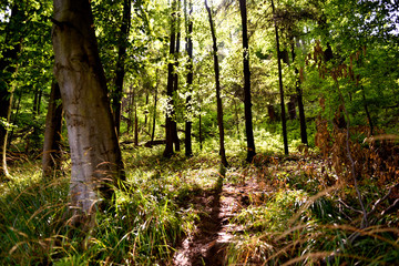 Summer green forest in Tatra mountain