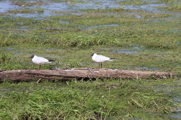 Birds on backwaters of the river Narwiański Park Narodowy