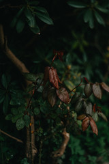 Hecke, Hintergrund, flächig grün