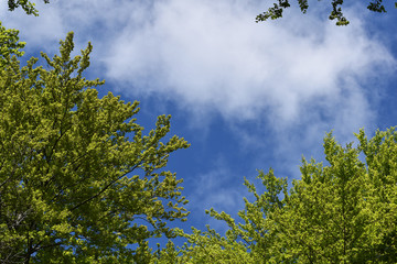 Fedrige weiße Wolke auf Himmel und hellgrüne Frühlingsbäume