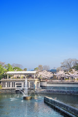 Naklejka premium 京都 インクラインの桜