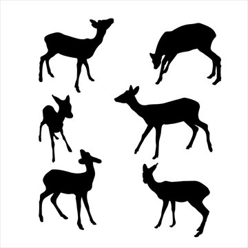Baby deer vector silhouettes icon illustration sign isolated on white background for eco banner, encyclopedia, animal application site. Set of silhouettes of a young deer in different poses.