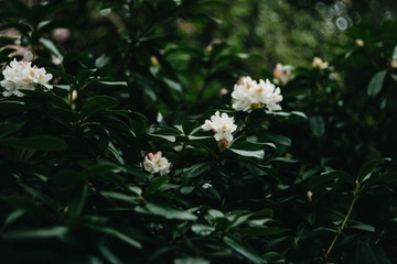 Rhododendron mystisch, verträumt, romantisch, dunkel, melancholisch