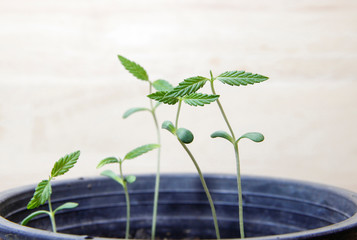 Marijuana or hemp cannabis sprout growing in a black pot