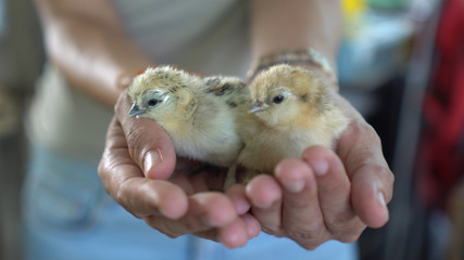 Two newborn chickens in farmer hands new life
