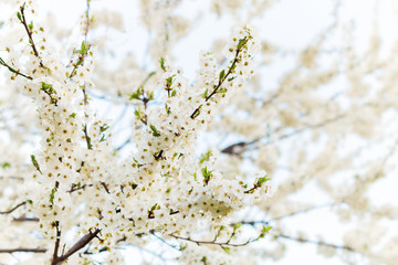 Beautifully blossoming tree branch apple. Abstract spring floral background. Spring flowers