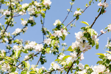 blooming apple tree with blue sky