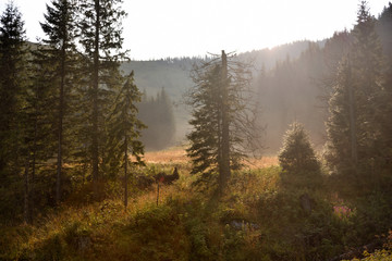 Sunset in the forest Tatra national park
