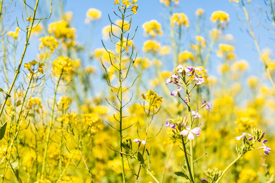 Rapssaat Bilder Durchsuchen 51,117 Archivfotos, und