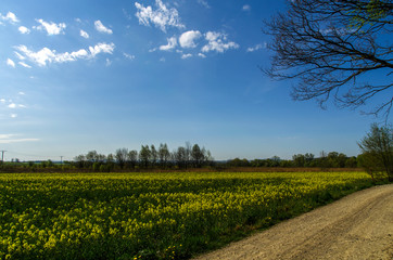 pole rzepakowe 