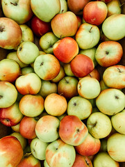 lots of ripe green apples for cooking background