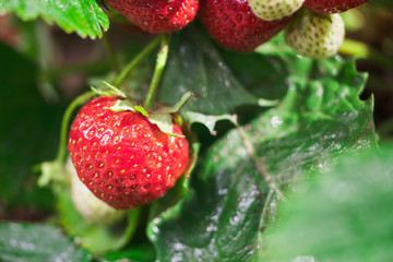 Fresh red strawberries in the garden. close-up