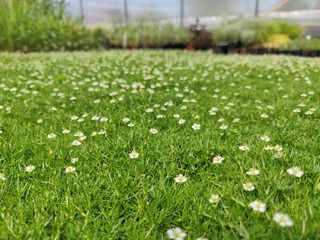 Sagina subulata - green carpet with white flowers looks like moss - obrazy, fototapety, plakaty