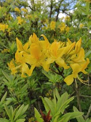 Yellow flowers Azalea Knap Hill with lush green leaves - springtime 