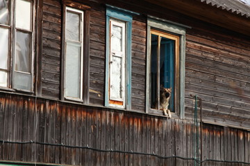 Obraz na płótnie Canvas Dog in the window
