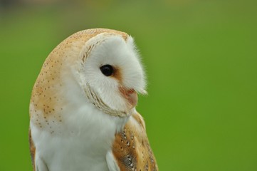 Fototapeta premium Face to face with Barn owl Tyto alba