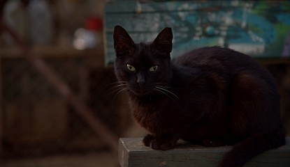 Czarny kot na ciemnym tle.
