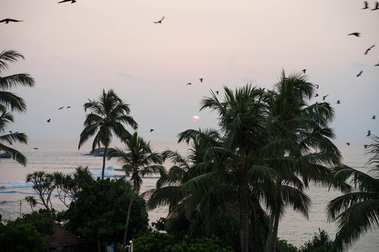 palm trees at sunset and flying birds