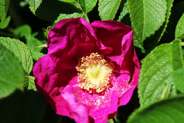 wild rose hip pink blossom