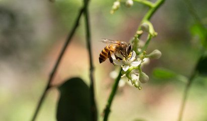 Honey Bee collecting pollen seeking nectar on Clausena Harmandiana blossom with natural green background, White petals and yellow stamens of flowers on tropical herb