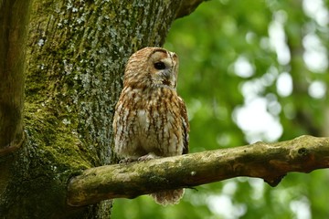 The Tawny owl Strix aluco perched on the tree