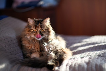 Emotional cat on the bed at home