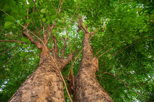 Low angle view tropical Burma padauk tree has branches spread out with green leaves.