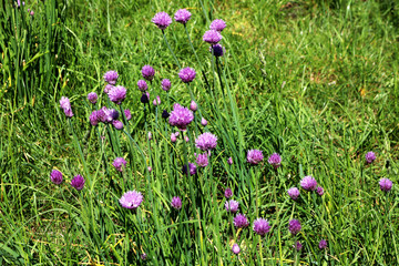 many chivest bloom blooming