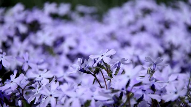 Phlox styloid, beautiful small purple  flowers growing on a flowerbed, blurred and floral background