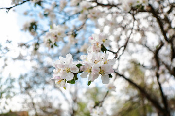 beautiful twigs of flowering trees in spring