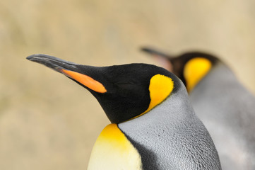The Emperor penguin Aptenodytes forsteri portrait