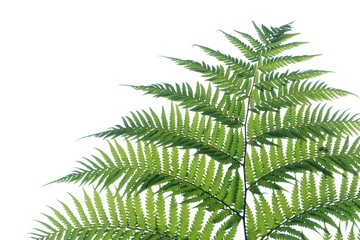 Tropical fern leaves on white isolated background for green foliage backdrop and copy space 