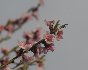 Flowering branch of a peach tree in April
