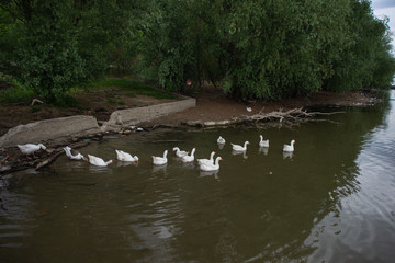 A flock of white geese on the Danube shore