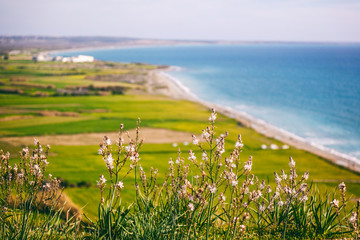 Blooming wildflowers on a hill overlooking the sea. Beautiful landscape. Cyprus island