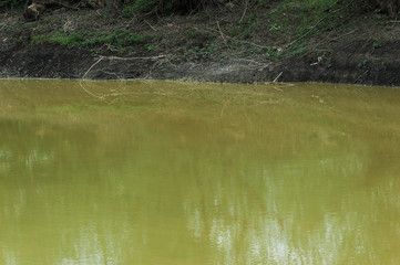 yellow water of a lake with a black shore