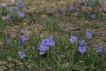 blue periwinkle flowers in the forest